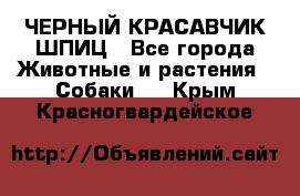 ЧЕРНЫЙ КРАСАВЧИК ШПИЦ - Все города Животные и растения » Собаки   . Крым,Красногвардейское